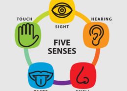 5 senses used at Montessori Kirkland